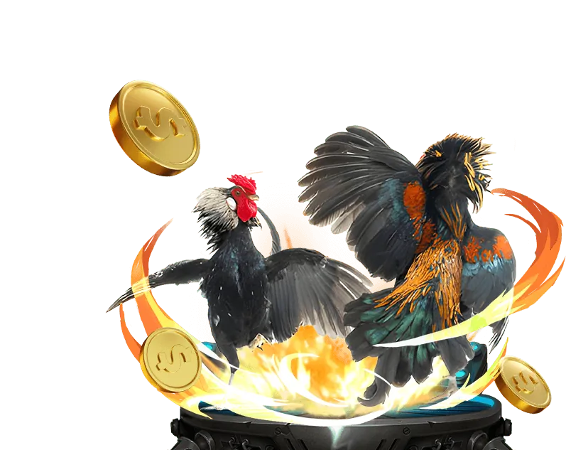 Cá cược đá gà Kubet